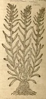 An illustration from Petri Andreae Matthioli ... Opera quae extant omnia, hoc est, Commentarii in VI. libros Pedacii Dioscoridis Anazarbei De medica materia : ... Adiectis in margine variis Graeci textus lectionibus, ex antiquissimus codicibus desumptis, qui Dioscorides depravatam lectionem restituunt / nunc à Casparo Bauhino ... Post diversarum editionum collationem infinitis locis aucti Synonymiis quoque plantarum et notis illustrate. Adjectis plantarum iconibus, supra priores editiones plus quam trecentis (quarum quamphurimae nunc primùm describuntur ad vivum delineatis. De ratione distillandi aquas ex omnibus plantis: et quomodo genuini odores in ipsis aquis conservari possint. Item, Apologia in Amatum Lusitanum, cum censura in ejusdem Enarrationes. Epistolarum medicinalium libri quinque. Dialogus de Morbo Gallico. Cum locupletissimis indicibus, tum ad rem herbarium, tum medicamentarium pertinentibus ... (1598)