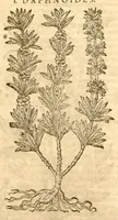 Picture 36 of 43 from Petri Andreae Matthioli ... Opera quae extant omnia, hoc est, Commentarii in VI. libros Pedacii Dioscoridis Anazarbei De medica materia : ... Adiectis in margine variis Graeci textus lectionibus, ex antiquissimus codicibus desumptis, qui Dioscorides depravatam lectionem restituunt / nunc à Casparo Bauhino ... Post diversarum editionum collationem infinitis locis aucti Synonymiis quoque plantarum et notis illustrate. Adjectis plantarum iconibus, supra priores editiones plus quam trecentis (quarum quamphurimae nunc primùm describuntur ad vivum delineatis. De ratione distillandi aquas ex omnibus plantis: et quomodo genuini odores in ipsis aquis conservari possint. Item, Apologia in Amatum Lusitanum, cum censura in ejusdem Enarrationes. Epistolarum medicinalium libri quinque. Dialogus de Morbo Gallico. Cum locupletissimis indicibus, tum ad rem herbarium, tum medicamentarium pertinentibus ... (1598), leaf 958