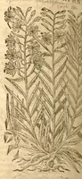 An illustration from Petri Andreae Matthioli ... Opera quae extant omnia, hoc est, Commentarii in VI. libros Pedacii Dioscoridis Anazarbei De medica materia : ... Adiectis in margine variis Graeci textus lectionibus, ex antiquissimus codicibus desumptis, qui Dioscorides depravatam lectionem restituunt / nunc à Casparo Bauhino ... Post diversarum editionum collationem infinitis locis aucti Synonymiis quoque plantarum et notis illustrate. Adjectis plantarum iconibus, supra priores editiones plus quam trecentis (quarum quamphurimae nunc primùm describuntur ad vivum delineatis. De ratione distillandi aquas ex omnibus plantis: et quomodo genuini odores in ipsis aquis conservari possint. Item, Apologia in Amatum Lusitanum, cum censura in ejusdem Enarrationes. Epistolarum medicinalium libri quinque. Dialogus de Morbo Gallico. Cum locupletissimis indicibus, tum ad rem herbarium, tum medicamentarium pertinentibus ... (1598)