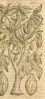An illustration from Petri Andreae Matthioli ... Opera quae extant omnia, hoc est, Commentarii in VI. libros Pedacii Dioscoridis Anazarbei De medica materia : ... Adiectis in margine variis Graeci textus lectionibus, ex antiquissimus codicibus desumptis, qui Dioscorides depravatam lectionem restituunt / nunc à Casparo Bauhino ... Post diversarum editionum collationem infinitis locis aucti Synonymiis quoque plantarum et notis illustrate. Adjectis plantarum iconibus, supra priores editiones plus quam trecentis (quarum quamphurimae nunc primùm describuntur ad vivum delineatis. De ratione distillandi aquas ex omnibus plantis: et quomodo genuini odores in ipsis aquis conservari possint. Item, Apologia in Amatum Lusitanum, cum censura in ejusdem Enarrationes. Epistolarum medicinalium libri quinque. Dialogus de Morbo Gallico. Cum locupletissimis indicibus, tum ad rem herbarium, tum medicamentarium pertinentibus ... (1598)