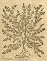 Picture 39 of 43 from Petri Andreae Matthioli ... Opera quae extant omnia, hoc est, Commentarii in VI. libros Pedacii Dioscoridis Anazarbei De medica materia : ... Adiectis in margine variis Graeci textus lectionibus, ex antiquissimus codicibus desumptis, qui Dioscorides depravatam lectionem restituunt / nunc à Casparo Bauhino ... Post diversarum editionum collationem infinitis locis aucti Synonymiis quoque plantarum et notis illustrate. Adjectis plantarum iconibus, supra priores editiones plus quam trecentis (quarum quamphurimae nunc primùm describuntur ad vivum delineatis. De ratione distillandi aquas ex omnibus plantis: et quomodo genuini odores in ipsis aquis conservari possint. Item, Apologia in Amatum Lusitanum, cum censura in ejusdem Enarrationes. Epistolarum medicinalium libri quinque. Dialogus de Morbo Gallico. Cum locupletissimis indicibus, tum ad rem herbarium, tum medicamentarium pertinentibus ... (1598), leaf 985