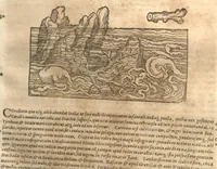 An illustration from Petri Matthioli ... Opera quae extant òmnia, hoc est, Commentarii in VI. libros Pedacii Dioscoridis Anazarbei De medica materia : adjectis in margine variis Graeci testus lectionibus, ex antiquissimis codicibus desumptis, qui Dioscorides depravatam lectionem restituunt / a Casparo Bauhino ... post diversarum editionum collationem infinitis locis aucti. Synonymiis quoq. plantarum et notis illustrati. Adjectis plantarum iconibus, supra priores editiones plus quàm trecentis : (quarum quamplurimae hic primùm describuntur) ad vivum delinatis. De ratione distillandi aquas ex omnibus plantis : et quomodo genuini odores in ipsis aquis conservari possint. Item, Apologia in Amatum Lusitanum, cum censura in ejusdem Enarrationes. Epistolarum medicinalium libri quinque. Dialogus De morbo Gallico. Cum locupletissimis indicibus, tum ad rem herbariam, tum medicamentariam pertinentibus. (1674)