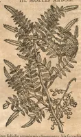 Picture 1 of 40 from Petri Matthioli ... Opera quae extant òmnia, hoc est, Commentarii in VI. libros Pedacii Dioscoridis Anazarbei De medica materia : adjectis in margine variis Graeci testus lectionibus, ex antiquissimis codicibus desumptis, qui Dioscorides depravatam lectionem restituunt / a Casparo Bauhino ... post diversarum editionum collationem infinitis locis aucti. Synonymiis quoq. plantarum et notis illustrati. Adjectis plantarum iconibus, supra priores editiones plus quàm trecentis : (quarum quamplurimae hic primùm describuntur) ad vivum delinatis. De ratione distillandi aquas ex omnibus plantis : et quomodo genuini odores in ipsis aquis conservari possint. Item, Apologia in Amatum Lusitanum, cum censura in ejusdem Enarrationes. Epistolarum medicinalium libri quinque. Dialogus De morbo Gallico. Cum locupletissimis indicibus, tum ad rem herbariam, tum medicamentariam pertinentibus. (1674), leaf 228