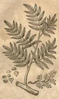 Picture 2 of 40 from Petri Matthioli ... Opera quae extant òmnia, hoc est, Commentarii in VI. libros Pedacii Dioscoridis Anazarbei De medica materia : adjectis in margine variis Graeci testus lectionibus, ex antiquissimis codicibus desumptis, qui Dioscorides depravatam lectionem restituunt / a Casparo Bauhino ... post diversarum editionum collationem infinitis locis aucti. Synonymiis quoq. plantarum et notis illustrati. Adjectis plantarum iconibus, supra priores editiones plus quàm trecentis : (quarum quamplurimae hic primùm describuntur) ad vivum delinatis. De ratione distillandi aquas ex omnibus plantis : et quomodo genuini odores in ipsis aquis conservari possint. Item, Apologia in Amatum Lusitanum, cum censura in ejusdem Enarrationes. Epistolarum medicinalium libri quinque. Dialogus De morbo Gallico. Cum locupletissimis indicibus, tum ad rem herbariam, tum medicamentariam pertinentibus. (1674), leaf 228