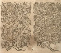An illustration from Petri Matthioli ... Opera quae extant òmnia, hoc est, Commentarii in VI. libros Pedacii Dioscoridis Anazarbei De medica materia : adjectis in margine variis Graeci testus lectionibus, ex antiquissimis codicibus desumptis, qui Dioscorides depravatam lectionem restituunt / a Casparo Bauhino ... post diversarum editionum collationem infinitis locis aucti. Synonymiis quoq. plantarum et notis illustrati. Adjectis plantarum iconibus, supra priores editiones plus quàm trecentis : (quarum quamplurimae hic primùm describuntur) ad vivum delinatis. De ratione distillandi aquas ex omnibus plantis : et quomodo genuini odores in ipsis aquis conservari possint. Item, Apologia in Amatum Lusitanum, cum censura in ejusdem Enarrationes. Epistolarum medicinalium libri quinque. Dialogus De morbo Gallico. Cum locupletissimis indicibus, tum ad rem herbariam, tum medicamentariam pertinentibus. (1674)