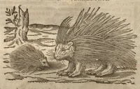 Picture 4 of 40 from Petri Matthioli ... Opera quae extant òmnia, hoc est, Commentarii in VI. libros Pedacii Dioscoridis Anazarbei De medica materia : adjectis in margine variis Graeci testus lectionibus, ex antiquissimis codicibus desumptis, qui Dioscorides depravatam lectionem restituunt / a Casparo Bauhino ... post diversarum editionum collationem infinitis locis aucti. Synonymiis quoq. plantarum et notis illustrati. Adjectis plantarum iconibus, supra priores editiones plus quàm trecentis : (quarum quamplurimae hic primùm describuntur) ad vivum delinatis. De ratione distillandi aquas ex omnibus plantis : et quomodo genuini odores in ipsis aquis conservari possint. Item, Apologia in Amatum Lusitanum, cum censura in ejusdem Enarrationes. Epistolarum medicinalium libri quinque. Dialogus De morbo Gallico. Cum locupletissimis indicibus, tum ad rem herbariam, tum medicamentariam pertinentibus. (1674), leaf 361