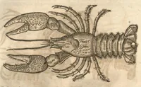 Picture 5 of 40 from Petri Matthioli ... Opera quae extant òmnia, hoc est, Commentarii in VI. libros Pedacii Dioscoridis Anazarbei De medica materia : adjectis in margine variis Graeci testus lectionibus, ex antiquissimis codicibus desumptis, qui Dioscorides depravatam lectionem restituunt / a Casparo Bauhino ... post diversarum editionum collationem infinitis locis aucti. Synonymiis quoq. plantarum et notis illustrati. Adjectis plantarum iconibus, supra priores editiones plus quàm trecentis : (quarum quamplurimae hic primùm describuntur) ad vivum delinatis. De ratione distillandi aquas ex omnibus plantis : et quomodo genuini odores in ipsis aquis conservari possint. Item, Apologia in Amatum Lusitanum, cum censura in ejusdem Enarrationes. Epistolarum medicinalium libri quinque. Dialogus De morbo Gallico. Cum locupletissimis indicibus, tum ad rem herbariam, tum medicamentariam pertinentibus. (1674), leaf 372