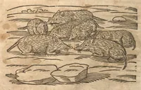 Picture 6 of 40 from Petri Matthioli ... Opera quae extant òmnia, hoc est, Commentarii in VI. libros Pedacii Dioscoridis Anazarbei De medica materia : adjectis in margine variis Graeci testus lectionibus, ex antiquissimis codicibus desumptis, qui Dioscorides depravatam lectionem restituunt / a Casparo Bauhino ... post diversarum editionum collationem infinitis locis aucti. Synonymiis quoq. plantarum et notis illustrati. Adjectis plantarum iconibus, supra priores editiones plus quàm trecentis : (quarum quamplurimae hic primùm describuntur) ad vivum delinatis. De ratione distillandi aquas ex omnibus plantis : et quomodo genuini odores in ipsis aquis conservari possint. Item, Apologia in Amatum Lusitanum, cum censura in ejusdem Enarrationes. Epistolarum medicinalium libri quinque. Dialogus De morbo Gallico. Cum locupletissimis indicibus, tum ad rem herbariam, tum medicamentariam pertinentibus. (1674), leaf 419