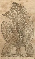 Picture 7 of 40 from Petri Matthioli ... Opera quae extant òmnia, hoc est, Commentarii in VI. libros Pedacii Dioscoridis Anazarbei De medica materia : adjectis in margine variis Graeci testus lectionibus, ex antiquissimis codicibus desumptis, qui Dioscorides depravatam lectionem restituunt / a Casparo Bauhino ... post diversarum editionum collationem infinitis locis aucti. Synonymiis quoq. plantarum et notis illustrati. Adjectis plantarum iconibus, supra priores editiones plus quàm trecentis : (quarum quamplurimae hic primùm describuntur) ad vivum delinatis. De ratione distillandi aquas ex omnibus plantis : et quomodo genuini odores in ipsis aquis conservari possint. Item, Apologia in Amatum Lusitanum, cum censura in ejusdem Enarrationes. Epistolarum medicinalium libri quinque. Dialogus De morbo Gallico. Cum locupletissimis indicibus, tum ad rem herbariam, tum medicamentariam pertinentibus. (1674), leaf 471