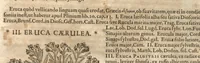 Picture 9 of 40 from Petri Matthioli ... Opera quae extant òmnia, hoc est, Commentarii in VI. libros Pedacii Dioscoridis Anazarbei De medica materia : adjectis in margine variis Graeci testus lectionibus, ex antiquissimis codicibus desumptis, qui Dioscorides depravatam lectionem restituunt / a Casparo Bauhino ... post diversarum editionum collationem infinitis locis aucti. Synonymiis quoq. plantarum et notis illustrati. Adjectis plantarum iconibus, supra priores editiones plus quàm trecentis : (quarum quamplurimae hic primùm describuntur) ad vivum delinatis. De ratione distillandi aquas ex omnibus plantis : et quomodo genuini odores in ipsis aquis conservari possint. Item, Apologia in Amatum Lusitanum, cum censura in ejusdem Enarrationes. Epistolarum medicinalium libri quinque. Dialogus De morbo Gallico. Cum locupletissimis indicibus, tum ad rem herbariam, tum medicamentariam pertinentibus. (1674), leaf 527