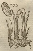 An illustration from Petri Matthioli ... Opera quae extant òmnia, hoc est, Commentarii in VI. libros Pedacii Dioscoridis Anazarbei De medica materia : adjectis in margine variis Graeci testus lectionibus, ex antiquissimis codicibus desumptis, qui Dioscorides depravatam lectionem restituunt / a Casparo Bauhino ... post diversarum editionum collationem infinitis locis aucti. Synonymiis quoq. plantarum et notis illustrati. Adjectis plantarum iconibus, supra priores editiones plus quàm trecentis : (quarum quamplurimae hic primùm describuntur) ad vivum delinatis. De ratione distillandi aquas ex omnibus plantis : et quomodo genuini odores in ipsis aquis conservari possint. Item, Apologia in Amatum Lusitanum, cum censura in ejusdem Enarrationes. Epistolarum medicinalium libri quinque. Dialogus De morbo Gallico. Cum locupletissimis indicibus, tum ad rem herbariam, tum medicamentariam pertinentibus. (1674)