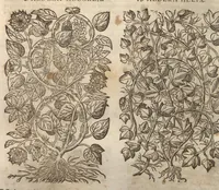 An illustration from Petri Matthioli ... Opera quae extant òmnia, hoc est, Commentarii in VI. libros Pedacii Dioscoridis Anazarbei De medica materia : adjectis in margine variis Graeci testus lectionibus, ex antiquissimis codicibus desumptis, qui Dioscorides depravatam lectionem restituunt / a Casparo Bauhino ... post diversarum editionum collationem infinitis locis aucti. Synonymiis quoq. plantarum et notis illustrati. Adjectis plantarum iconibus, supra priores editiones plus quàm trecentis : (quarum quamplurimae hic primùm describuntur) ad vivum delinatis. De ratione distillandi aquas ex omnibus plantis : et quomodo genuini odores in ipsis aquis conservari possint. Item, Apologia in Amatum Lusitanum, cum censura in ejusdem Enarrationes. Epistolarum medicinalium libri quinque. Dialogus De morbo Gallico. Cum locupletissimis indicibus, tum ad rem herbariam, tum medicamentariam pertinentibus. (1674)