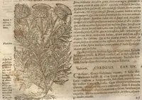 An illustration from Petri Matthioli ... Opera quae extant òmnia, hoc est, Commentarii in VI. libros Pedacii Dioscoridis Anazarbei De medica materia : adjectis in margine variis Graeci testus lectionibus, ex antiquissimis codicibus desumptis, qui Dioscorides depravatam lectionem restituunt / a Casparo Bauhino ... post diversarum editionum collationem infinitis locis aucti. Synonymiis quoq. plantarum et notis illustrati. Adjectis plantarum iconibus, supra priores editiones plus quàm trecentis : (quarum quamplurimae hic primùm describuntur) ad vivum delinatis. De ratione distillandi aquas ex omnibus plantis : et quomodo genuini odores in ipsis aquis conservari possint. Item, Apologia in Amatum Lusitanum, cum censura in ejusdem Enarrationes. Epistolarum medicinalium libri quinque. Dialogus De morbo Gallico. Cum locupletissimis indicibus, tum ad rem herbariam, tum medicamentariam pertinentibus. (1674)