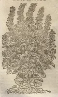 An illustration from Petri Matthioli ... Opera quae extant òmnia, hoc est, Commentarii in VI. libros Pedacii Dioscoridis Anazarbei De medica materia : adjectis in margine variis Graeci testus lectionibus, ex antiquissimis codicibus desumptis, qui Dioscorides depravatam lectionem restituunt / a Casparo Bauhino ... post diversarum editionum collationem infinitis locis aucti. Synonymiis quoq. plantarum et notis illustrati. Adjectis plantarum iconibus, supra priores editiones plus quàm trecentis : (quarum quamplurimae hic primùm describuntur) ad vivum delinatis. De ratione distillandi aquas ex omnibus plantis : et quomodo genuini odores in ipsis aquis conservari possint. Item, Apologia in Amatum Lusitanum, cum censura in ejusdem Enarrationes. Epistolarum medicinalium libri quinque. Dialogus De morbo Gallico. Cum locupletissimis indicibus, tum ad rem herbariam, tum medicamentariam pertinentibus. (1674)