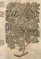 An illustration from Petri Matthioli ... Opera quae extant òmnia, hoc est, Commentarii in VI. libros Pedacii Dioscoridis Anazarbei De medica materia : adjectis in margine variis Graeci testus lectionibus, ex antiquissimis codicibus desumptis, qui Dioscorides depravatam lectionem restituunt / a Casparo Bauhino ... post diversarum editionum collationem infinitis locis aucti. Synonymiis quoq. plantarum et notis illustrati. Adjectis plantarum iconibus, supra priores editiones plus quàm trecentis : (quarum quamplurimae hic primùm describuntur) ad vivum delinatis. De ratione distillandi aquas ex omnibus plantis : et quomodo genuini odores in ipsis aquis conservari possint. Item, Apologia in Amatum Lusitanum, cum censura in ejusdem Enarrationes. Epistolarum medicinalium libri quinque. Dialogus De morbo Gallico. Cum locupletissimis indicibus, tum ad rem herbariam, tum medicamentariam pertinentibus. (1674)