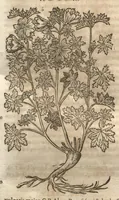 Picture 16 of 40 from Petri Matthioli ... Opera quae extant òmnia, hoc est, Commentarii in VI. libros Pedacii Dioscoridis Anazarbei De medica materia : adjectis in margine variis Graeci testus lectionibus, ex antiquissimis codicibus desumptis, qui Dioscorides depravatam lectionem restituunt / a Casparo Bauhino ... post diversarum editionum collationem infinitis locis aucti. Synonymiis quoq. plantarum et notis illustrati. Adjectis plantarum iconibus, supra priores editiones plus quàm trecentis : (quarum quamplurimae hic primùm describuntur) ad vivum delinatis. De ratione distillandi aquas ex omnibus plantis : et quomodo genuini odores in ipsis aquis conservari possint. Item, Apologia in Amatum Lusitanum, cum censura in ejusdem Enarrationes. Epistolarum medicinalium libri quinque. Dialogus De morbo Gallico. Cum locupletissimis indicibus, tum ad rem herbariam, tum medicamentariam pertinentibus. (1674), leaf 786