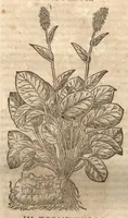 Picture 17 of 40 from Petri Matthioli ... Opera quae extant òmnia, hoc est, Commentarii in VI. libros Pedacii Dioscoridis Anazarbei De medica materia : adjectis in margine variis Graeci testus lectionibus, ex antiquissimis codicibus desumptis, qui Dioscorides depravatam lectionem restituunt / a Casparo Bauhino ... post diversarum editionum collationem infinitis locis aucti. Synonymiis quoq. plantarum et notis illustrati. Adjectis plantarum iconibus, supra priores editiones plus quàm trecentis : (quarum quamplurimae hic primùm describuntur) ad vivum delinatis. De ratione distillandi aquas ex omnibus plantis : et quomodo genuini odores in ipsis aquis conservari possint. Item, Apologia in Amatum Lusitanum, cum censura in ejusdem Enarrationes. Epistolarum medicinalium libri quinque. Dialogus De morbo Gallico. Cum locupletissimis indicibus, tum ad rem herbariam, tum medicamentariam pertinentibus. (1674), leaf 797