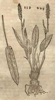 An illustration from Petri Matthioli ... Opera quae extant òmnia, hoc est, Commentarii in VI. libros Pedacii Dioscoridis Anazarbei De medica materia : adjectis in margine variis Graeci testus lectionibus, ex antiquissimis codicibus desumptis, qui Dioscorides depravatam lectionem restituunt / a Casparo Bauhino ... post diversarum editionum collationem infinitis locis aucti. Synonymiis quoq. plantarum et notis illustrati. Adjectis plantarum iconibus, supra priores editiones plus quàm trecentis : (quarum quamplurimae hic primùm describuntur) ad vivum delinatis. De ratione distillandi aquas ex omnibus plantis : et quomodo genuini odores in ipsis aquis conservari possint. Item, Apologia in Amatum Lusitanum, cum censura in ejusdem Enarrationes. Epistolarum medicinalium libri quinque. Dialogus De morbo Gallico. Cum locupletissimis indicibus, tum ad rem herbariam, tum medicamentariam pertinentibus. (1674)
