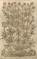 Picture 19 of 40 from Petri Matthioli ... Opera quae extant òmnia, hoc est, Commentarii in VI. libros Pedacii Dioscoridis Anazarbei De medica materia : adjectis in margine variis Graeci testus lectionibus, ex antiquissimis codicibus desumptis, qui Dioscorides depravatam lectionem restituunt / a Casparo Bauhino ... post diversarum editionum collationem infinitis locis aucti. Synonymiis quoq. plantarum et notis illustrati. Adjectis plantarum iconibus, supra priores editiones plus quàm trecentis : (quarum quamplurimae hic primùm describuntur) ad vivum delinatis. De ratione distillandi aquas ex omnibus plantis : et quomodo genuini odores in ipsis aquis conservari possint. Item, Apologia in Amatum Lusitanum, cum censura in ejusdem Enarrationes. Epistolarum medicinalium libri quinque. Dialogus De morbo Gallico. Cum locupletissimis indicibus, tum ad rem herbariam, tum medicamentariam pertinentibus. (1674), leaf 797