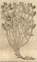 Picture 20 of 40 from Petri Matthioli ... Opera quae extant òmnia, hoc est, Commentarii in VI. libros Pedacii Dioscoridis Anazarbei De medica materia : adjectis in margine variis Graeci testus lectionibus, ex antiquissimis codicibus desumptis, qui Dioscorides depravatam lectionem restituunt / a Casparo Bauhino ... post diversarum editionum collationem infinitis locis aucti. Synonymiis quoq. plantarum et notis illustrati. Adjectis plantarum iconibus, supra priores editiones plus quàm trecentis : (quarum quamplurimae hic primùm describuntur) ad vivum delinatis. De ratione distillandi aquas ex omnibus plantis : et quomodo genuini odores in ipsis aquis conservari possint. Item, Apologia in Amatum Lusitanum, cum censura in ejusdem Enarrationes. Epistolarum medicinalium libri quinque. Dialogus De morbo Gallico. Cum locupletissimis indicibus, tum ad rem herbariam, tum medicamentariam pertinentibus. (1674), leaf 844