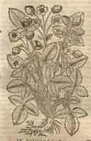 An illustration from Petri Matthioli ... Opera quae extant òmnia, hoc est, Commentarii in VI. libros Pedacii Dioscoridis Anazarbei De medica materia : adjectis in margine variis Graeci testus lectionibus, ex antiquissimis codicibus desumptis, qui Dioscorides depravatam lectionem restituunt / a Casparo Bauhino ... post diversarum editionum collationem infinitis locis aucti. Synonymiis quoq. plantarum et notis illustrati. Adjectis plantarum iconibus, supra priores editiones plus quàm trecentis : (quarum quamplurimae hic primùm describuntur) ad vivum delinatis. De ratione distillandi aquas ex omnibus plantis : et quomodo genuini odores in ipsis aquis conservari possint. Item, Apologia in Amatum Lusitanum, cum censura in ejusdem Enarrationes. Epistolarum medicinalium libri quinque. Dialogus De morbo Gallico. Cum locupletissimis indicibus, tum ad rem herbariam, tum medicamentariam pertinentibus. (1674)