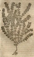 An illustration from Petri Matthioli ... Opera quae extant òmnia, hoc est, Commentarii in VI. libros Pedacii Dioscoridis Anazarbei De medica materia : adjectis in margine variis Graeci testus lectionibus, ex antiquissimis codicibus desumptis, qui Dioscorides depravatam lectionem restituunt / a Casparo Bauhino ... post diversarum editionum collationem infinitis locis aucti. Synonymiis quoq. plantarum et notis illustrati. Adjectis plantarum iconibus, supra priores editiones plus quàm trecentis : (quarum quamplurimae hic primùm describuntur) ad vivum delinatis. De ratione distillandi aquas ex omnibus plantis : et quomodo genuini odores in ipsis aquis conservari possint. Item, Apologia in Amatum Lusitanum, cum censura in ejusdem Enarrationes. Epistolarum medicinalium libri quinque. Dialogus De morbo Gallico. Cum locupletissimis indicibus, tum ad rem herbariam, tum medicamentariam pertinentibus. (1674)