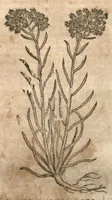 Picture 23 of 40 from Petri Matthioli ... Opera quae extant òmnia, hoc est, Commentarii in VI. libros Pedacii Dioscoridis Anazarbei De medica materia : adjectis in margine variis Graeci testus lectionibus, ex antiquissimis codicibus desumptis, qui Dioscorides depravatam lectionem restituunt / a Casparo Bauhino ... post diversarum editionum collationem infinitis locis aucti. Synonymiis quoq. plantarum et notis illustrati. Adjectis plantarum iconibus, supra priores editiones plus quàm trecentis : (quarum quamplurimae hic primùm describuntur) ad vivum delinatis. De ratione distillandi aquas ex omnibus plantis : et quomodo genuini odores in ipsis aquis conservari possint. Item, Apologia in Amatum Lusitanum, cum censura in ejusdem Enarrationes. Epistolarum medicinalium libri quinque. Dialogus De morbo Gallico. Cum locupletissimis indicibus, tum ad rem herbariam, tum medicamentariam pertinentibus. (1674), leaf 859