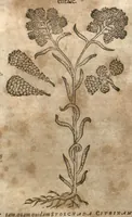 Picture 25 of 40 from Petri Matthioli ... Opera quae extant òmnia, hoc est, Commentarii in VI. libros Pedacii Dioscoridis Anazarbei De medica materia : adjectis in margine variis Graeci testus lectionibus, ex antiquissimis codicibus desumptis, qui Dioscorides depravatam lectionem restituunt / a Casparo Bauhino ... post diversarum editionum collationem infinitis locis aucti. Synonymiis quoq. plantarum et notis illustrati. Adjectis plantarum iconibus, supra priores editiones plus quàm trecentis : (quarum quamplurimae hic primùm describuntur) ad vivum delinatis. De ratione distillandi aquas ex omnibus plantis : et quomodo genuini odores in ipsis aquis conservari possint. Item, Apologia in Amatum Lusitanum, cum censura in ejusdem Enarrationes. Epistolarum medicinalium libri quinque. Dialogus De morbo Gallico. Cum locupletissimis indicibus, tum ad rem herbariam, tum medicamentariam pertinentibus. (1674), leaf 859