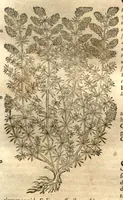 Picture 26 of 40 from Petri Matthioli ... Opera quae extant òmnia, hoc est, Commentarii in VI. libros Pedacii Dioscoridis Anazarbei De medica materia : adjectis in margine variis Graeci testus lectionibus, ex antiquissimis codicibus desumptis, qui Dioscorides depravatam lectionem restituunt / a Casparo Bauhino ... post diversarum editionum collationem infinitis locis aucti. Synonymiis quoq. plantarum et notis illustrati. Adjectis plantarum iconibus, supra priores editiones plus quàm trecentis : (quarum quamplurimae hic primùm describuntur) ad vivum delinatis. De ratione distillandi aquas ex omnibus plantis : et quomodo genuini odores in ipsis aquis conservari possint. Item, Apologia in Amatum Lusitanum, cum censura in ejusdem Enarrationes. Epistolarum medicinalium libri quinque. Dialogus De morbo Gallico. Cum locupletissimis indicibus, tum ad rem herbariam, tum medicamentariam pertinentibus. (1674), leaf 916