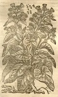 Picture 27 of 40 from Petri Matthioli ... Opera quae extant òmnia, hoc est, Commentarii in VI. libros Pedacii Dioscoridis Anazarbei De medica materia : adjectis in margine variis Graeci testus lectionibus, ex antiquissimis codicibus desumptis, qui Dioscorides depravatam lectionem restituunt / a Casparo Bauhino ... post diversarum editionum collationem infinitis locis aucti. Synonymiis quoq. plantarum et notis illustrati. Adjectis plantarum iconibus, supra priores editiones plus quàm trecentis : (quarum quamplurimae hic primùm describuntur) ad vivum delinatis. De ratione distillandi aquas ex omnibus plantis : et quomodo genuini odores in ipsis aquis conservari possint. Item, Apologia in Amatum Lusitanum, cum censura in ejusdem Enarrationes. Epistolarum medicinalium libri quinque. Dialogus De morbo Gallico. Cum locupletissimis indicibus, tum ad rem herbariam, tum medicamentariam pertinentibus. (1674), leaf 928