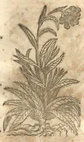 Picture 28 of 40 from Petri Matthioli ... Opera quae extant òmnia, hoc est, Commentarii in VI. libros Pedacii Dioscoridis Anazarbei De medica materia : adjectis in margine variis Graeci testus lectionibus, ex antiquissimis codicibus desumptis, qui Dioscorides depravatam lectionem restituunt / a Casparo Bauhino ... post diversarum editionum collationem infinitis locis aucti. Synonymiis quoq. plantarum et notis illustrati. Adjectis plantarum iconibus, supra priores editiones plus quàm trecentis : (quarum quamplurimae hic primùm describuntur) ad vivum delinatis. De ratione distillandi aquas ex omnibus plantis : et quomodo genuini odores in ipsis aquis conservari possint. Item, Apologia in Amatum Lusitanum, cum censura in ejusdem Enarrationes. Epistolarum medicinalium libri quinque. Dialogus De morbo Gallico. Cum locupletissimis indicibus, tum ad rem herbariam, tum medicamentariam pertinentibus. (1674), leaf 940