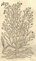 Picture 30 of 40 from Petri Matthioli ... Opera quae extant òmnia, hoc est, Commentarii in VI. libros Pedacii Dioscoridis Anazarbei De medica materia : adjectis in margine variis Graeci testus lectionibus, ex antiquissimis codicibus desumptis, qui Dioscorides depravatam lectionem restituunt / a Casparo Bauhino ... post diversarum editionum collationem infinitis locis aucti. Synonymiis quoq. plantarum et notis illustrati. Adjectis plantarum iconibus, supra priores editiones plus quàm trecentis : (quarum quamplurimae hic primùm describuntur) ad vivum delinatis. De ratione distillandi aquas ex omnibus plantis : et quomodo genuini odores in ipsis aquis conservari possint. Item, Apologia in Amatum Lusitanum, cum censura in ejusdem Enarrationes. Epistolarum medicinalium libri quinque. Dialogus De morbo Gallico. Cum locupletissimis indicibus, tum ad rem herbariam, tum medicamentariam pertinentibus. (1674), leaf 953