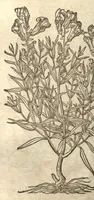 An illustration from Petri Matthioli ... Opera quae extant òmnia, hoc est, Commentarii in VI. libros Pedacii Dioscoridis Anazarbei De medica materia : adjectis in margine variis Graeci testus lectionibus, ex antiquissimis codicibus desumptis, qui Dioscorides depravatam lectionem restituunt / a Casparo Bauhino ... post diversarum editionum collationem infinitis locis aucti. Synonymiis quoq. plantarum et notis illustrati. Adjectis plantarum iconibus, supra priores editiones plus quàm trecentis : (quarum quamplurimae hic primùm describuntur) ad vivum delinatis. De ratione distillandi aquas ex omnibus plantis : et quomodo genuini odores in ipsis aquis conservari possint. Item, Apologia in Amatum Lusitanum, cum censura in ejusdem Enarrationes. Epistolarum medicinalium libri quinque. Dialogus De morbo Gallico. Cum locupletissimis indicibus, tum ad rem herbariam, tum medicamentariam pertinentibus. (1674)