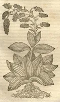 Picture 32 of 40 from Petri Matthioli ... Opera quae extant òmnia, hoc est, Commentarii in VI. libros Pedacii Dioscoridis Anazarbei De medica materia : adjectis in margine variis Graeci testus lectionibus, ex antiquissimis codicibus desumptis, qui Dioscorides depravatam lectionem restituunt / a Casparo Bauhino ... post diversarum editionum collationem infinitis locis aucti. Synonymiis quoq. plantarum et notis illustrati. Adjectis plantarum iconibus, supra priores editiones plus quàm trecentis : (quarum quamplurimae hic primùm describuntur) ad vivum delinatis. De ratione distillandi aquas ex omnibus plantis : et quomodo genuini odores in ipsis aquis conservari possint. Item, Apologia in Amatum Lusitanum, cum censura in ejusdem Enarrationes. Epistolarum medicinalium libri quinque. Dialogus De morbo Gallico. Cum locupletissimis indicibus, tum ad rem herbariam, tum medicamentariam pertinentibus. (1674), leaf 966