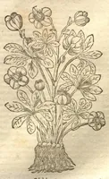 An illustration from Petri Matthioli ... Opera quae extant òmnia, hoc est, Commentarii in VI. libros Pedacii Dioscoridis Anazarbei De medica materia : adjectis in margine variis Graeci testus lectionibus, ex antiquissimis codicibus desumptis, qui Dioscorides depravatam lectionem restituunt / a Casparo Bauhino ... post diversarum editionum collationem infinitis locis aucti. Synonymiis quoq. plantarum et notis illustrati. Adjectis plantarum iconibus, supra priores editiones plus quàm trecentis : (quarum quamplurimae hic primùm describuntur) ad vivum delinatis. De ratione distillandi aquas ex omnibus plantis : et quomodo genuini odores in ipsis aquis conservari possint. Item, Apologia in Amatum Lusitanum, cum censura in ejusdem Enarrationes. Epistolarum medicinalium libri quinque. Dialogus De morbo Gallico. Cum locupletissimis indicibus, tum ad rem herbariam, tum medicamentariam pertinentibus. (1674)