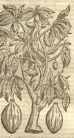 Picture 34 of 40 from Petri Matthioli ... Opera quae extant òmnia, hoc est, Commentarii in VI. libros Pedacii Dioscoridis Anazarbei De medica materia : adjectis in margine variis Graeci testus lectionibus, ex antiquissimis codicibus desumptis, qui Dioscorides depravatam lectionem restituunt / a Casparo Bauhino ... post diversarum editionum collationem infinitis locis aucti. Synonymiis quoq. plantarum et notis illustrati. Adjectis plantarum iconibus, supra priores editiones plus quàm trecentis : (quarum quamplurimae hic primùm describuntur) ad vivum delinatis. De ratione distillandi aquas ex omnibus plantis : et quomodo genuini odores in ipsis aquis conservari possint. Item, Apologia in Amatum Lusitanum, cum censura in ejusdem Enarrationes. Epistolarum medicinalium libri quinque. Dialogus De morbo Gallico. Cum locupletissimis indicibus, tum ad rem herbariam, tum medicamentariam pertinentibus. (1674), leaf 980