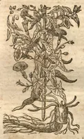 Picture 35 of 40 from Petri Matthioli ... Opera quae extant òmnia, hoc est, Commentarii in VI. libros Pedacii Dioscoridis Anazarbei De medica materia : adjectis in margine variis Graeci testus lectionibus, ex antiquissimis codicibus desumptis, qui Dioscorides depravatam lectionem restituunt / a Casparo Bauhino ... post diversarum editionum collationem infinitis locis aucti. Synonymiis quoq. plantarum et notis illustrati. Adjectis plantarum iconibus, supra priores editiones plus quàm trecentis : (quarum quamplurimae hic primùm describuntur) ad vivum delinatis. De ratione distillandi aquas ex omnibus plantis : et quomodo genuini odores in ipsis aquis conservari possint. Item, Apologia in Amatum Lusitanum, cum censura in ejusdem Enarrationes. Epistolarum medicinalium libri quinque. Dialogus De morbo Gallico. Cum locupletissimis indicibus, tum ad rem herbariam, tum medicamentariam pertinentibus. (1674), leaf 993