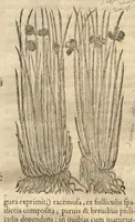 Picture 27 of 47 from Caspari Bauhini ... Theatri botanici, sive, Historiae plantarum : ex veterum et recentiorum placitis propriaq. observatione concinnatae / liber primus editus opera et cura Io. Casp. Bauhini. (1658), leaf 102