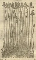 Picture 28 of 47 from Caspari Bauhini ... Theatri botanici, sive, Historiae plantarum : ex veterum et recentiorum placitis propriaq. observatione concinnatae / liber primus editus opera et cura Io. Casp. Bauhini. (1658), leaf 102