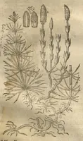 Picture 29 of 47 from Caspari Bauhini ... Theatri botanici, sive, Historiae plantarum : ex veterum et recentiorum placitis propriaq. observatione concinnatae / liber primus editus opera et cura Io. Casp. Bauhini. (1658), leaf 135