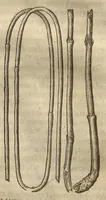 Picture 30 of 47 from Caspari Bauhini ... Theatri botanici, sive, Historiae plantarum : ex veterum et recentiorum placitis propriaq. observatione concinnatae / liber primus editus opera et cura Io. Casp. Bauhini. (1658), leaf 139