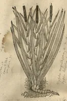 Picture 31 of 47 from Caspari Bauhini ... Theatri botanici, sive, Historiae plantarum : ex veterum et recentiorum placitis propriaq. observatione concinnatae / liber primus editus opera et cura Io. Casp. Bauhini. (1658), leaf 180