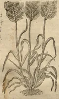 Picture 32 of 47 from Caspari Bauhini ... Theatri botanici, sive, Historiae plantarum : ex veterum et recentiorum placitis propriaq. observatione concinnatae / liber primus editus opera et cura Io. Casp. Bauhini. (1658), leaf 197