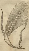 An illustration from Caspari Bauhini ... Theatri botanici, sive, Historiae plantarum : ex veterum et recentiorum placitis propriaq. observatione concinnatae / liber primus editus opera et cura Io. Casp. Bauhini. (1658)