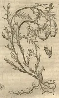 An illustration from Caspari Bauhini ... Theatri botanici, sive, Historiae plantarum : ex veterum et recentiorum placitis propriaq. observatione concinnatae / liber primus editus opera et cura Io. Casp. Bauhini. (1658)