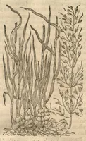 Picture 3 of 47 from Caspari Bauhini ... Theatri botanici, sive, Historiae plantarum : ex veterum et recentiorum placitis propriaq. observatione concinnatae / liber primus editus opera et cura Io. Casp. Bauhini. (1658), leaf 20