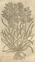 Picture 5 of 47 from Caspari Bauhini ... Theatri botanici, sive, Historiae plantarum : ex veterum et recentiorum placitis propriaq. observatione concinnatae / liber primus editus opera et cura Io. Casp. Bauhini. (1658), leaf 24