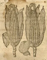 Picture 34 of 47 from Caspari Bauhini ... Theatri botanici, sive, Historiae plantarum : ex veterum et recentiorum placitis propriaq. observatione concinnatae / liber primus editus opera et cura Io. Casp. Bauhini. (1658), leaf 257