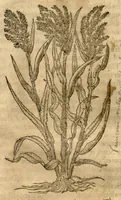An illustration from Caspari Bauhini ... Theatri botanici, sive, Historiae plantarum : ex veterum et recentiorum placitis propriaq. observatione concinnatae / liber primus editus opera et cura Io. Casp. Bauhini. (1658)