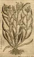 An illustration from Caspari Bauhini ... Theatri botanici, sive, Historiae plantarum : ex veterum et recentiorum placitis propriaq. observatione concinnatae / liber primus editus opera et cura Io. Casp. Bauhini. (1658)